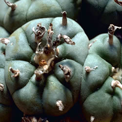 Photo Of Peyote