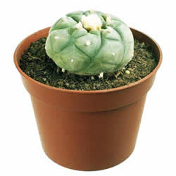 Baby Peyote Cactus